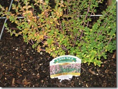 2012-07-27 Thyme 002
