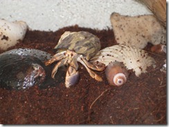 2012-10-02 hermit crabs 002