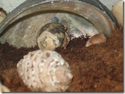 2012-10-16 hermit crabs 006