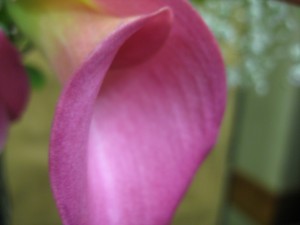 IMG_1370